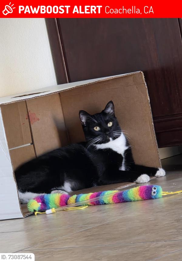 Lost Female Cat last seen Near calle diego, Coachella, CA 92236