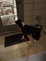 Found/Stray Unknown Dog last seen Steinhauer road/ sweat mountain dog park, Cobb County, GA 30066