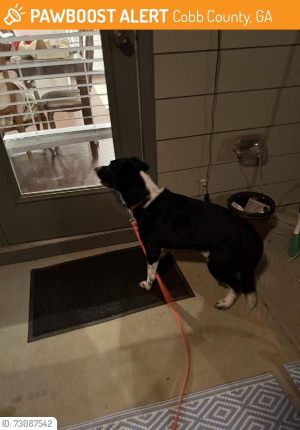 Found/Stray Unknown Dog last seen Steinhauer road/ sweat mountain dog park, Cobb County, GA 30066