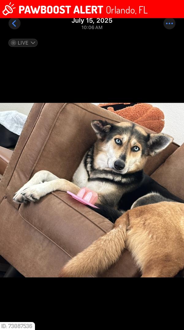 Lost Female Dog last seen Avenue c, sea venture st, Orlando, FL 32827