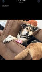 Lost Female Dog last seen Avenue c, sea venture st, Orlando, FL 32827