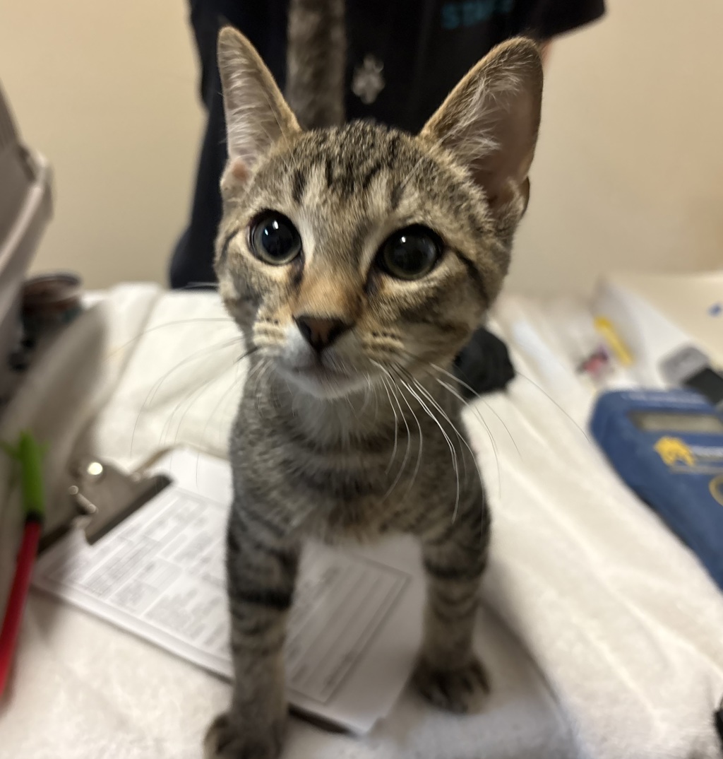 Shelter Stray Male Cat last seen Near Carillo Circle, Oceanside, CA, 92057, Oceanside, CA 92058, USA