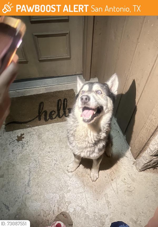 Found/Stray Unknown Dog last seen Timber trace and timber falls area, San Antonio, TX 78250