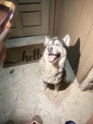 Found/Stray Unknown Dog last seen Timber trace and timber falls area, San Antonio, TX 78250