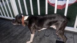Reunited Male Dog last seen Home Depot / Alcoa Walmart area, Maryville, TN 37804