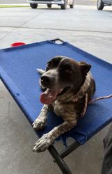 Found/Stray Unknown Dog last seen Droitwich and Broomyard, Bakersfield, CA 93307