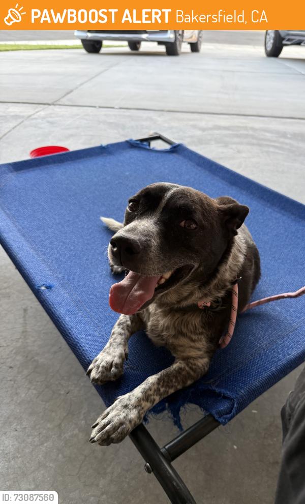 Found/Stray Unknown Dog last seen Droitwich and Broomyard, Bakersfield, CA 93307