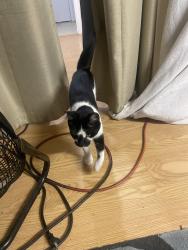 Reunited Unknown Cat last seen Near Redwood Circle, Petaluma, CA 94954
