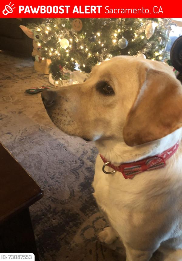 Lost Female Dog last seen Auburn & Norris, Sacramento, CA 95821