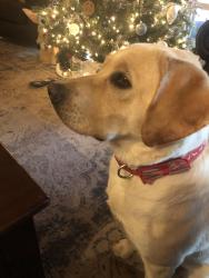 Lost Female Dog last seen Auburn & Norris, Sacramento, CA 95821