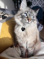 Lost Female Cat last seen Lodgepole Crescent, Lockhart Drive, Giroux rd, St. Albert, AB T8N 2R7