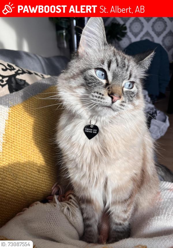 Lost Female Cat last seen Lodgepole Crescent, Lockhart Drive, Giroux rd, St. Albert, AB T8N 2R7