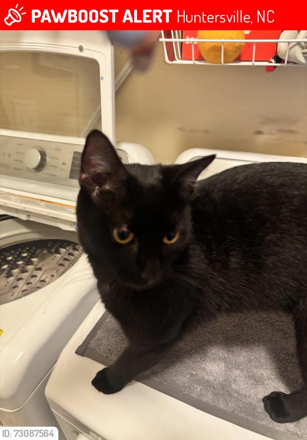 Lost Male Cat last seen Holly stream dr, Huntersville, NC 28078