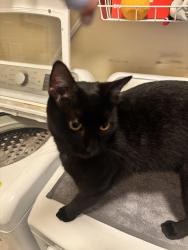Lost Male Cat last seen Holly stream dr, Huntersville, NC 28078