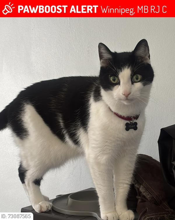 Lost Male Cat last seen By the tracks headed into someone’s yard, Winnipeg, MB R2J 2C2