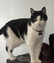 Lost Male Cat last seen By the tracks headed into someone’s yard, Winnipeg, MB R2J 2C2