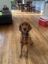 Reunited Female Dog last seen Near south crescent drive, Smithfield, NC 27577