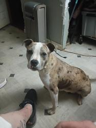 Lost Female Dog last seen Taylorsville, Taylorsville, GA 30178