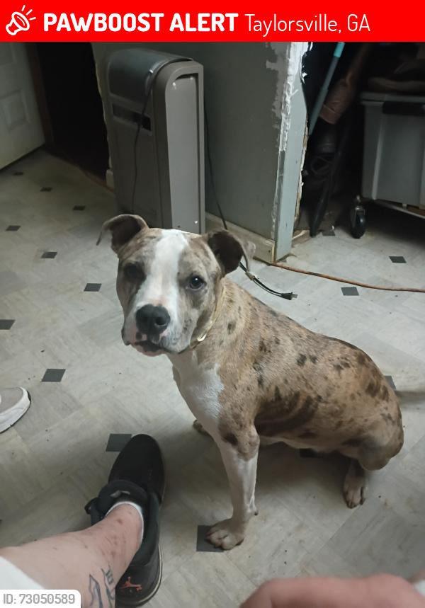 Lost Female Dog last seen Taylorsville, Taylorsville, GA 30178