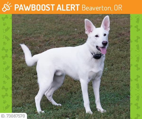 Found/Stray Male Dog last seen Sw menlo drive x sw 6th street, Beaverton, OR 97005