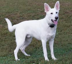 Found/Stray Male Dog last seen Sw menlo drive x sw 6th street, Beaverton, OR 97005