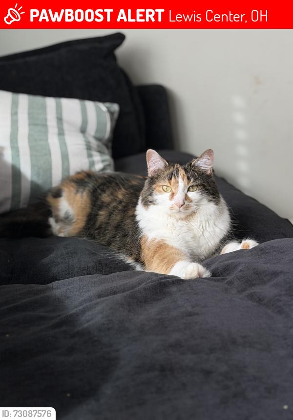 Lost Female Cat last seen 23, Shanahan Road, Rail Timber Way, Orange Summit apmts , Lewis Center, OH 43035