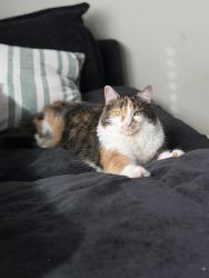 Lost Female Cat last seen 23, Shanahan Road, Rail Timber Way, Orange Summit apmts , Lewis Center, OH 43035