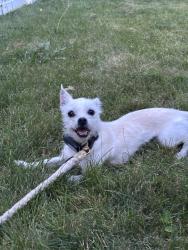 Reunited Male Dog last seen Anthony drive, Columbus, OH 43204
