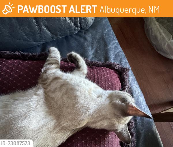 Found/Stray Female Cat last seen Candelaria, Albuquerque, NM 87110
