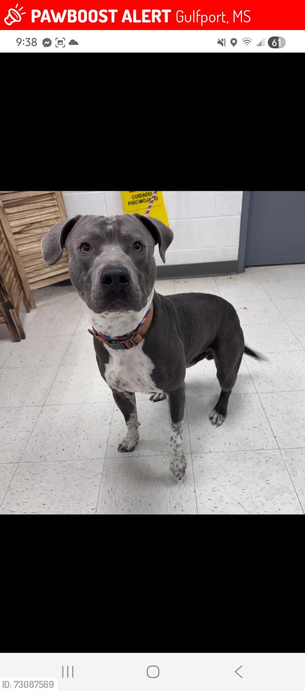 Lost Male Dog last seen Robinson and Canal, Gulfport, MS 39503