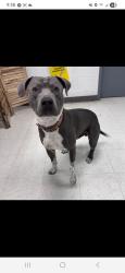 Lost Male Dog last seen Robinson and Canal, Gulfport, MS 39503