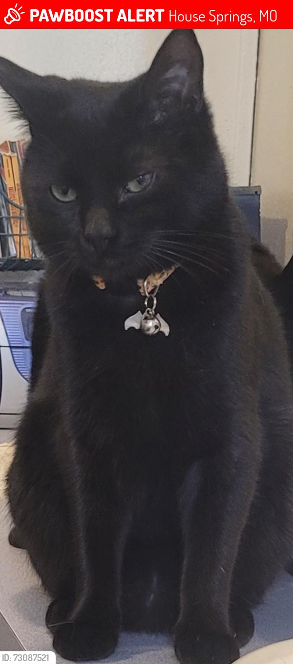 Lost Male Cat last seen West 4 Ridge, House Springs, MO 63051