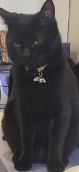 Lost Male Cat last seen West 4 Ridge, House Springs, MO 63051