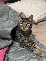 Lost Male Cat last seen 35th and SW Carson, Portland, OR 97219
