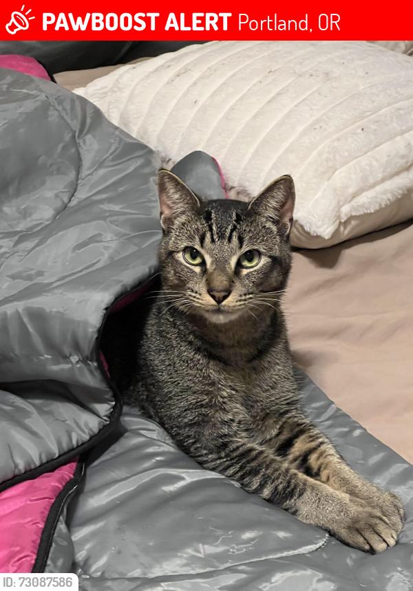 Lost Male Cat last seen 35th and SW Carson, Portland, OR 97219