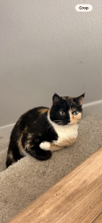 Lost Female Cat last seen Telluride Ln, Evergreen, CO 80439