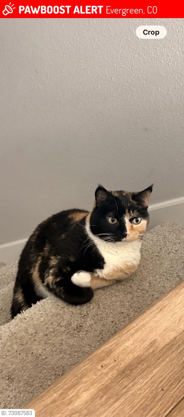Lost Female Cat last seen Telluride Ln, Evergreen, CO 80439