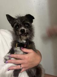 Found/Stray Female Dog last seen Simba, Lexington, KY 40509