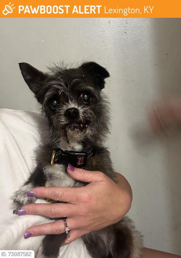 Found/Stray Female Dog last seen Simba, Lexington, KY 40509