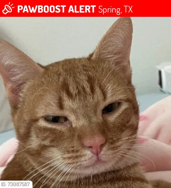 Lost Male Cat last seen Kuykendahl Road, Spring, TX 77389