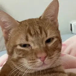 Lost Male Cat last seen Kuykendahl Road, Spring, TX 77389