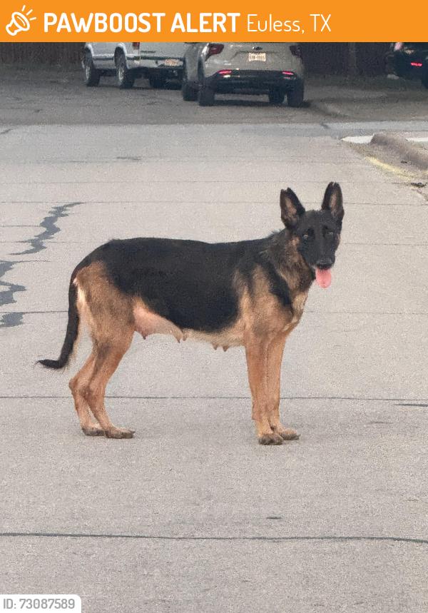 Found/Stray Female Dog last seen Jones and Simmons St, Euless, TX 76040
