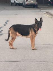 Found/Stray Female Dog last seen Jones and Simmons St, Euless, TX 76040