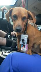 Lost Male Dog last seen Near Taylor road, Piney Flats, TN 37686