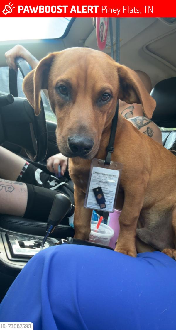 Lost Male Dog last seen Near Taylor road, Piney Flats, TN 37686