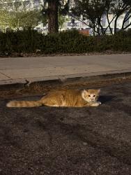 Found/Stray Male Cat last seen N. Ave 54 and Irvington place, Los Angeles, CA 90042