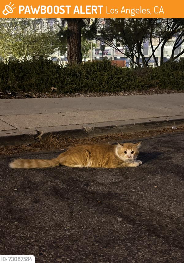 Found/Stray Male Cat last seen N. Ave 54 and Irvington place, Los Angeles, CA 90042