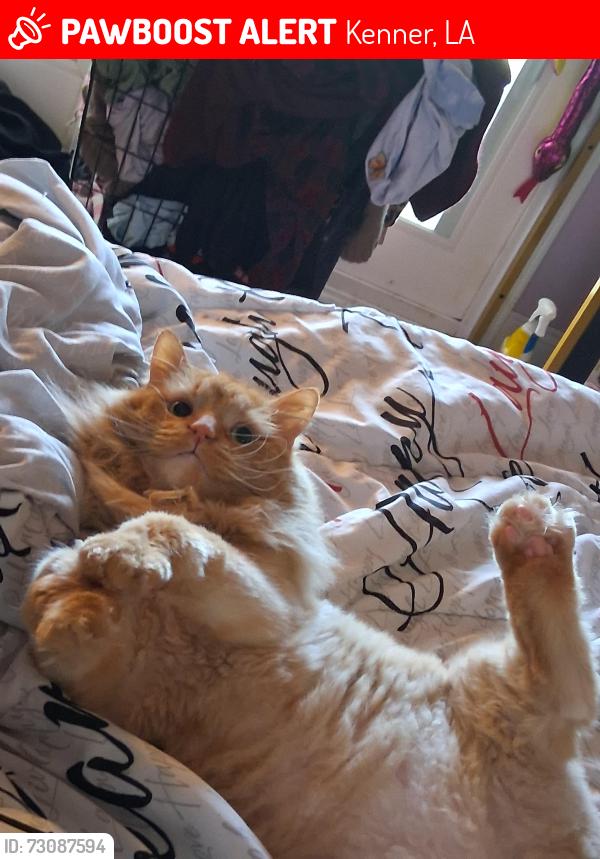 Lost Male Cat last seen Near Verde St., Kenner, LA 70065