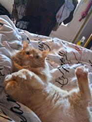 Lost Male Cat last seen Near Verde St., Kenner, LA 70065