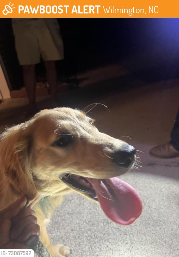 Found/Stray Female Dog last seen Dawning Creek Way & pink bark Ct. Wilmington, NC, Wilmington, NC 28409